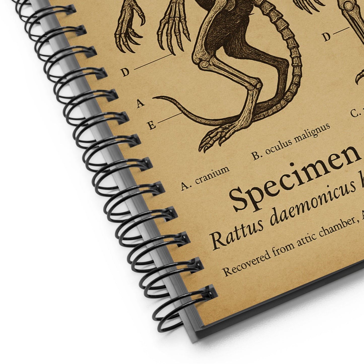 Anatomical Findings: Brown Jenkin Specimen No. 17, Miskatonic Archive Spiral notebook